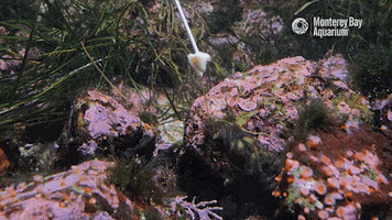 Water Eating GIF by Monterey Bay Aquarium
