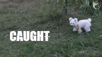 Caught In The Act Maltese GIF by WoofWaggers