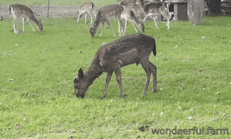 Little Deer GIF by Wondeerful farm