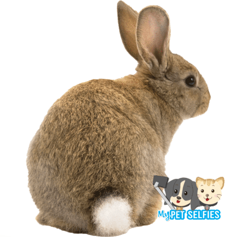 Sticker by My Pet Selfies