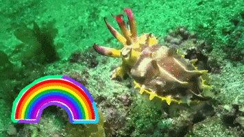 Rainbow GIF