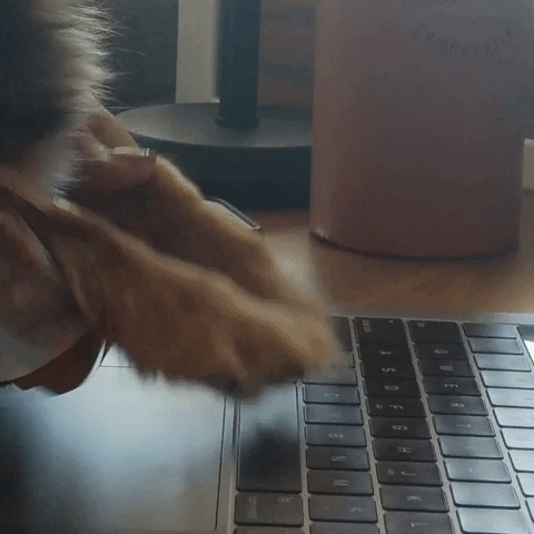 Video gif. Dog paws clack away at a laptop before we pan over to the dog's weary face.
