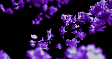 flowers petals GIF