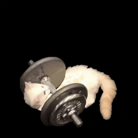 Cat Workout GIF