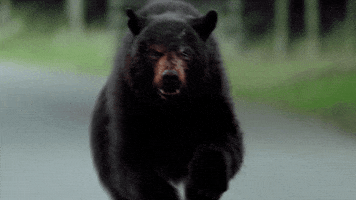 Angry On My Way GIF by Cocaine Bear