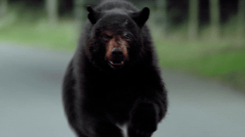 angry bear gif
