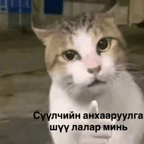 Serious Cat GIF