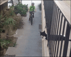 Video gif. A preteen boy riding his bicycle raises a hand high above his head as he approaches a cat on a balcony, and the cat reaches down, high-fiving the boy as he passes.