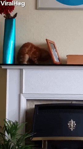 Cat Picks Precarious Place To Play GIF by ViralHog