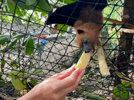 Hungry Flying Fox GIF by world-weather.ru