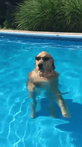 Dog Swimming GIFs - Get the best GIF on GIPHY