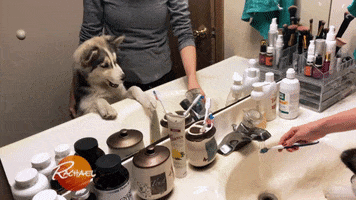 dog puppy GIF by Rachael Ray Show