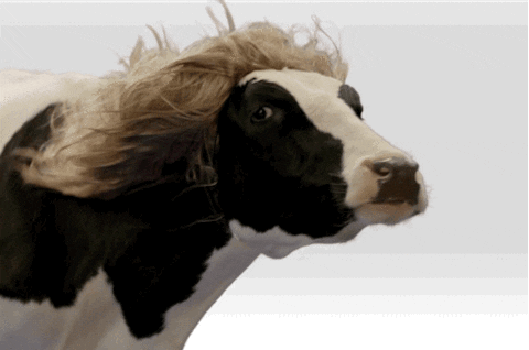 Moo GIFs - Get the best GIF on GIPHY