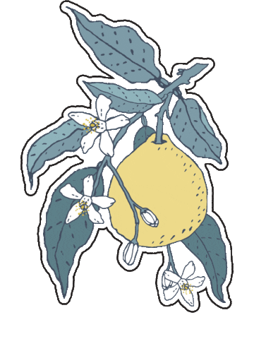 Citrus Sticker by YOOLETTA