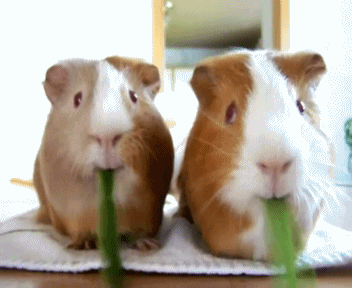 Guinea Pig Eating GIF - Find & Share on GIPHY