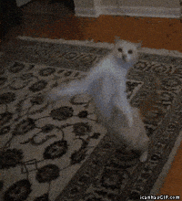 Cats Dancing Gif - IceGif