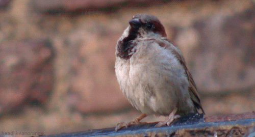 sparrow meaning, definitions, synonyms