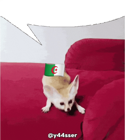 Algeria Fennec GIF