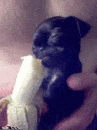 Pug Baby Gifs Get The Best Gif On Giphy