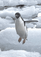 flapping GIF