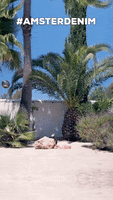 Happy Palm Trees GIF by Amsterdenim
