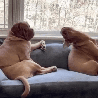 Dogs of Instagram GIF