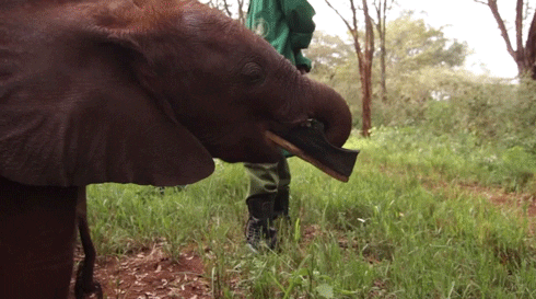 baby elephant GIF
