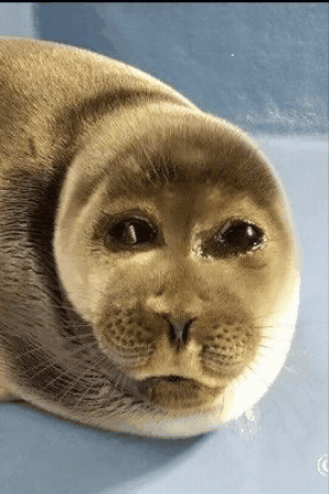 Mad Stare GIF