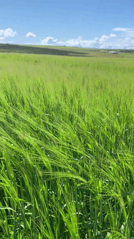 Yoga GIF