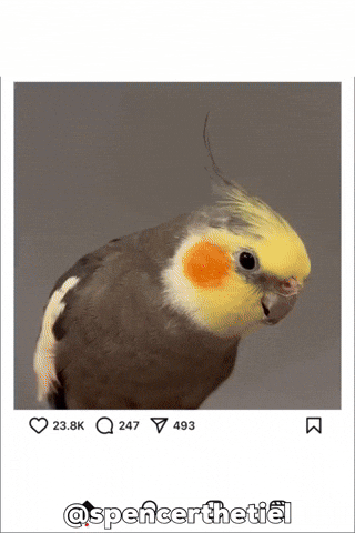 Instagram Bird GIF