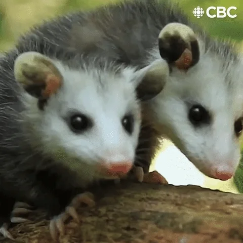 Opossum GIF by CBC