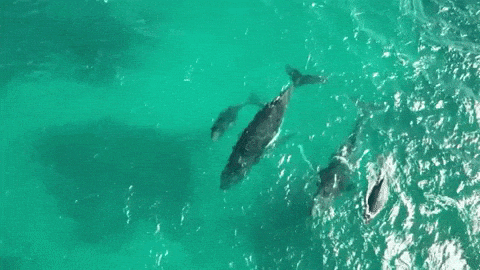 Open Water Swimming GIF by Oceana - Find & Share on GIPHY