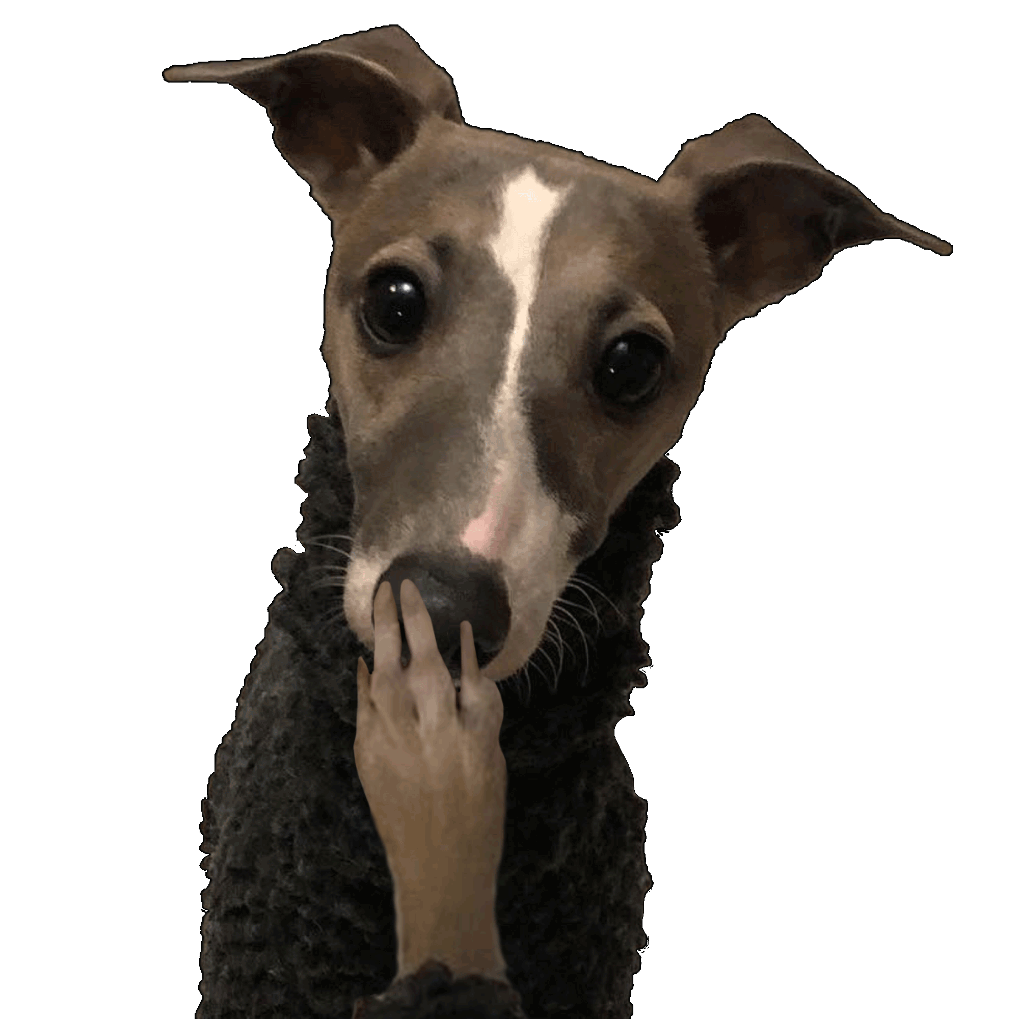 Italian Greyhound Piper Sticker by normanandpiper for iOS & Android GIPHY