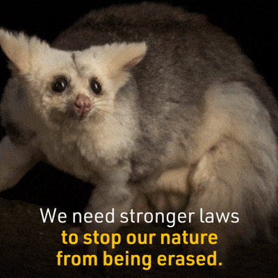 ausconservation cute animals extinction erased australian animals GIF