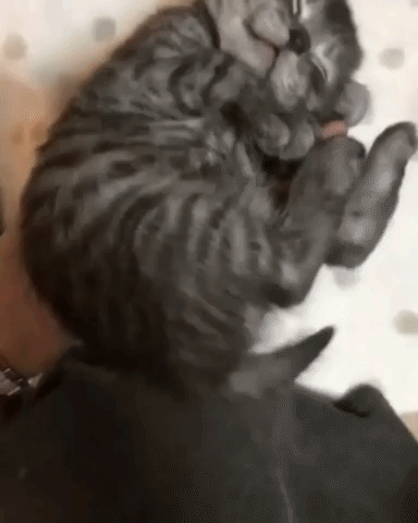Video gif. A person is holding a tiny little kitten in their hand and the kitten is fast asleep. It has a small smile on its face as the person carries it. It only wakes up when the person puts it down on the sheet but curls back into a ball immediately.