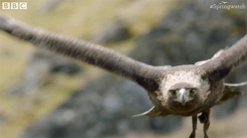 uk anglia GIF przez BBC Earth