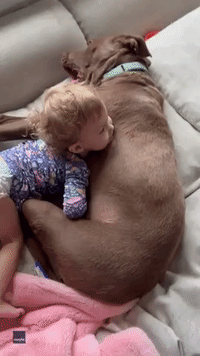 Rescue Pit Bull-Mix Shares Tender Embrace With Toddler