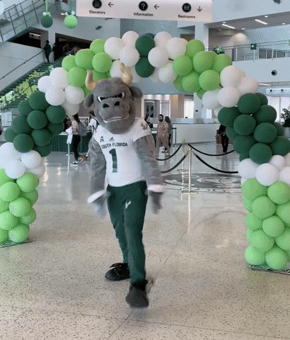 Usf Bulls College GIF by University of South Florida