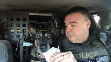 Ice Cream Dogs GIF by Storyful