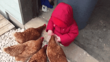 feeding chickens GIF