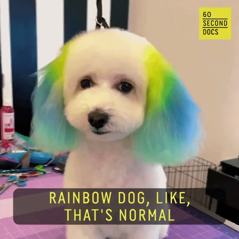 Dog Lol GIF by 60 Second Docs