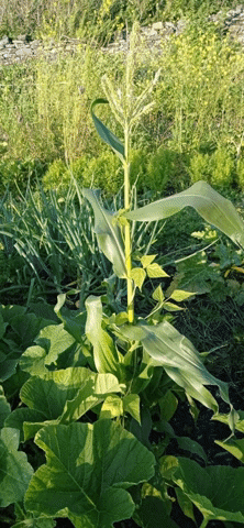 Corn GIF