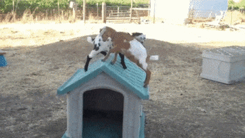 Goat Showdown GIF