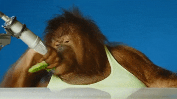 Orangutan GIF