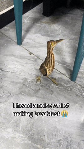 Bird Making GIF