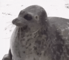 Seal Yapping GIF
