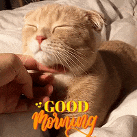 Cat GIF by Not Just Trivia