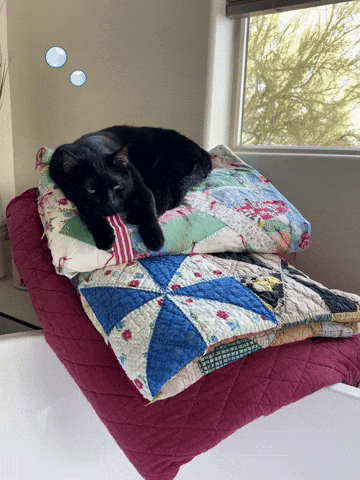 Relaxed Black Cat GIF
