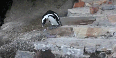 Image result for clumsy penguin gif