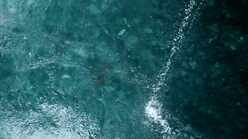 stevelordpottyreekie new zealand west coast kokatahi river whakarira gorge GIF